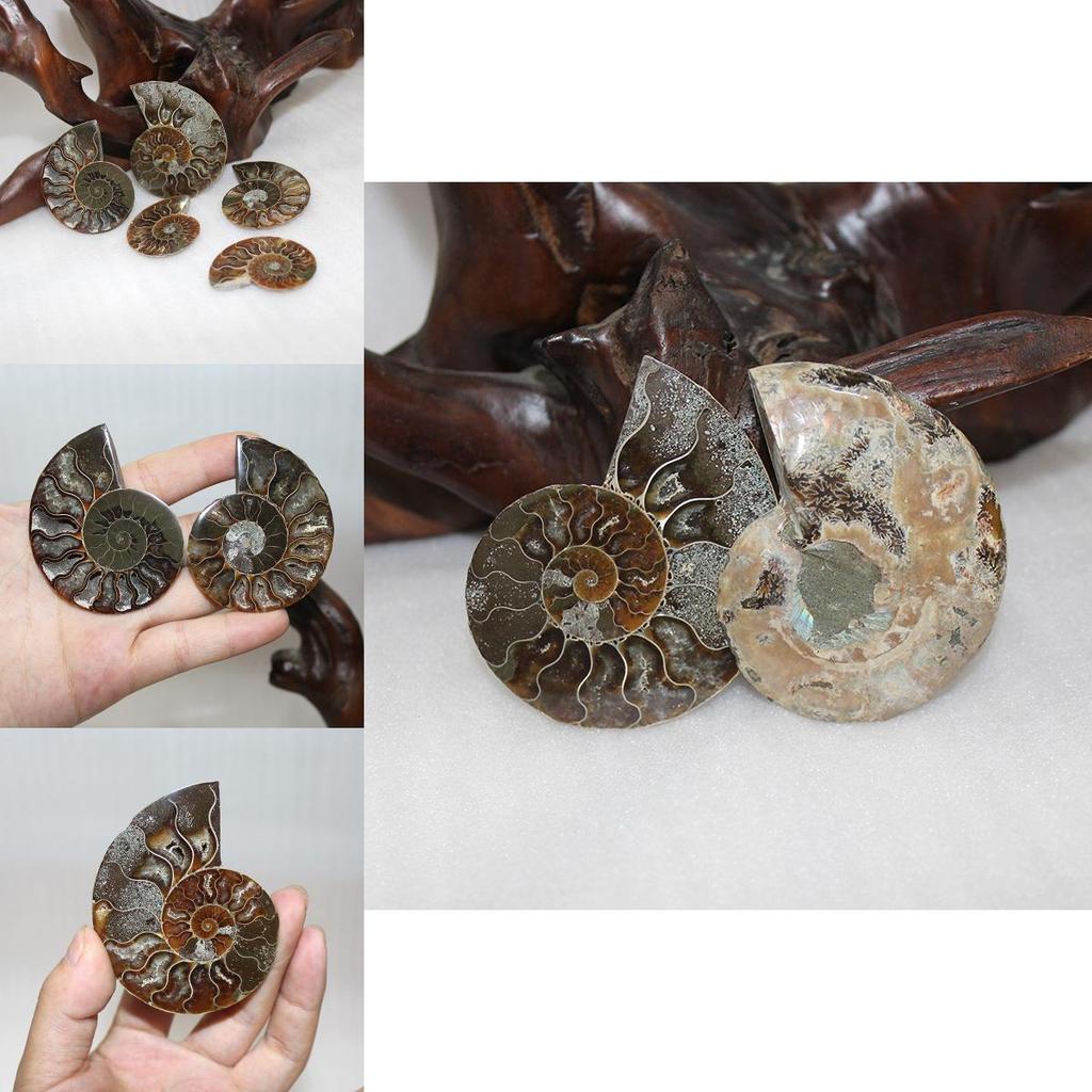 Elegant Pair Natural Ammonite Fossil Conch Specimen For Healing And Home Decor