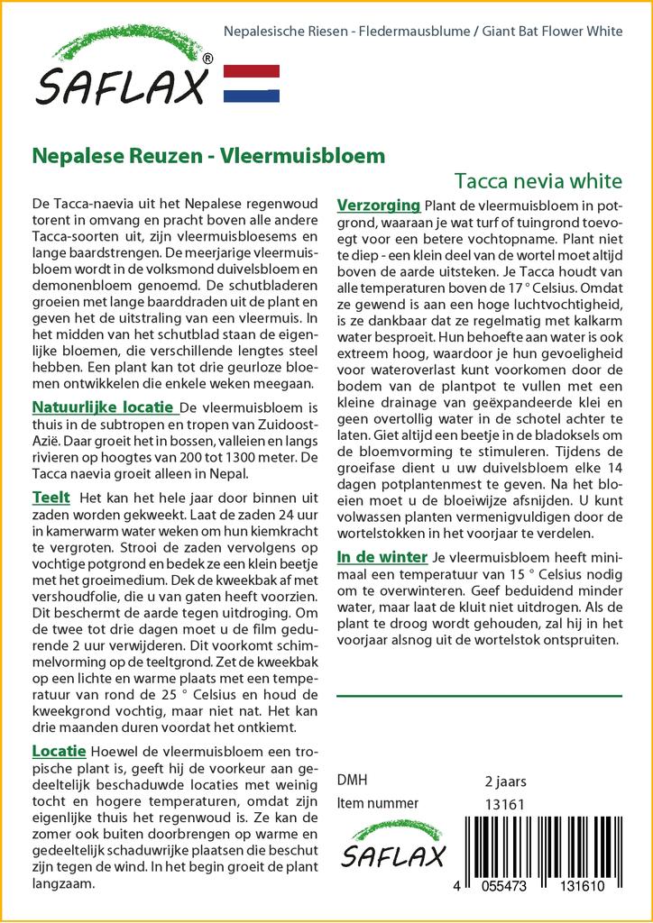 SAFLAX Giant Bat Flower White - 10 Seeds - Tacca Nevia White