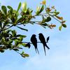 Metal Bird Silhouette Black Wrought Iron Bird Silhouette Birds On The Branch Hummingbird Wall Art Decor For Home Garden Yard