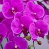 Umelé kvety Phalaenopsis skutočný dotyk 35-palcová obývacia izba usporiadanie hotela homestay záhrada domáca dekorácia 3D pocit Phalaenopsis