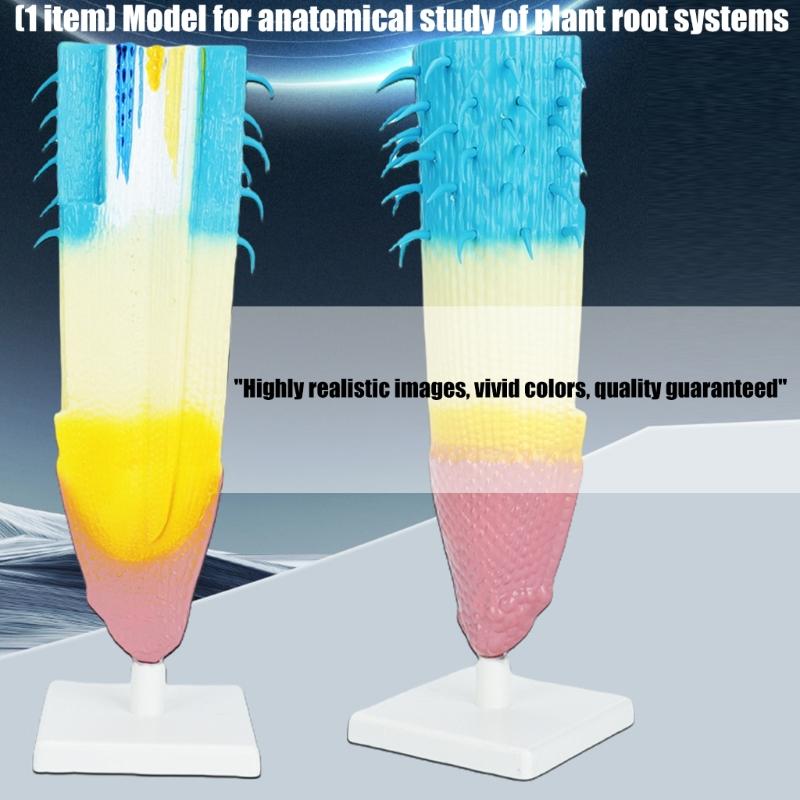 Professional Anatomical Plant Root Model Realistic Plant Root Anatomy Model For Classroom Learning And Lab