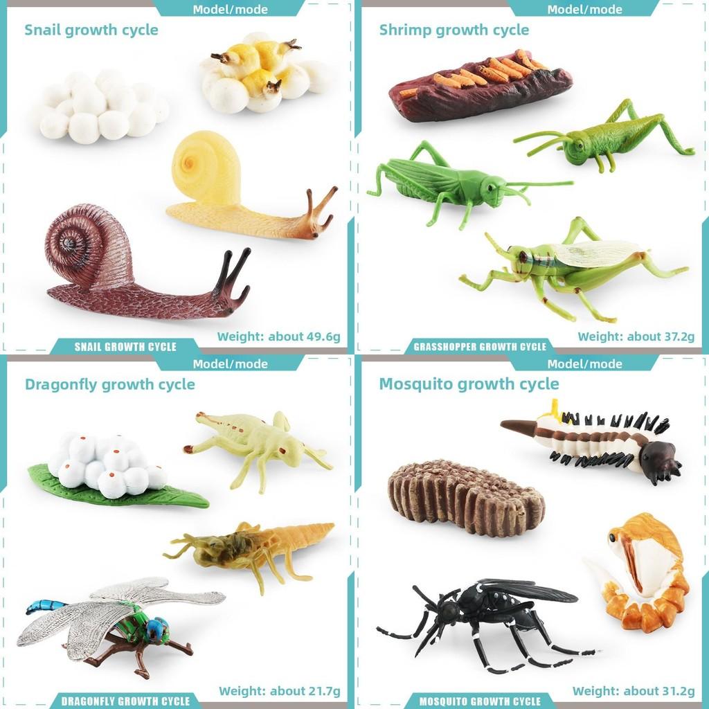 Insect Dragonflies Snails Life Cycle Model Pvc Educational Display For Science Learning