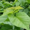 50g Natural Mulberry Leaf Tea Loose Dried Leaves Organic Herbal Infusion Health Wellness