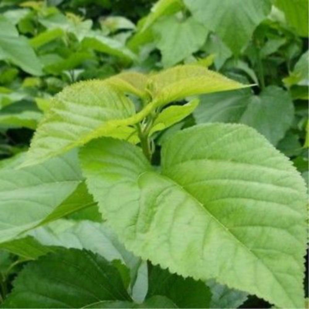 50g Natural Mulberry Leaf Tea Loose Dried Leaves Organic Herbal Infusion Health Wellness