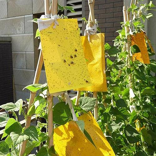5 Pcs Insect Trap Large Area Hanging Sticky Glue Boards Fly Pest Bug Catcher Plate