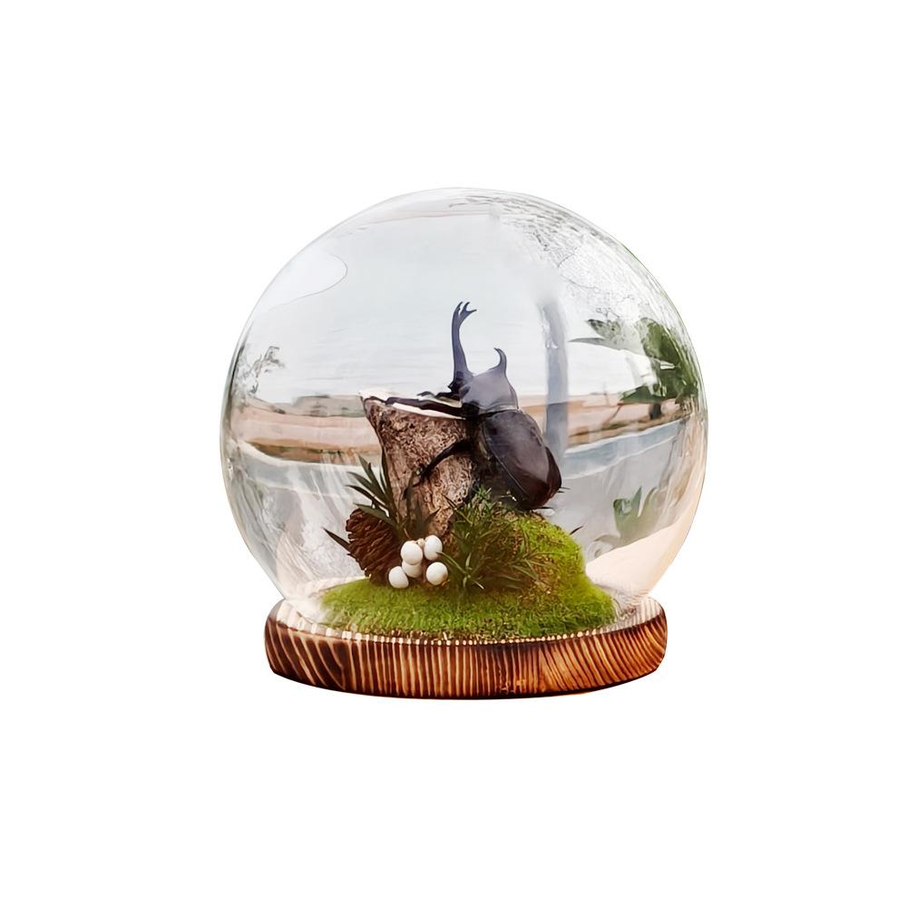 

Vintage Style Real Rhinoceros Beetle Glass Dome Terrarium Forest Micro Landscape Insect Art Display Home Decor