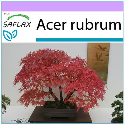 Bonsai - Roter Ahorn - 20 Samen - Acer rubrum