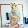 Parrot Pigeon Diaper Flight Suit Bird Nappy Parrot Clothes for Green Cheek Parakeet Cockatiel Conure Small Medium Birds