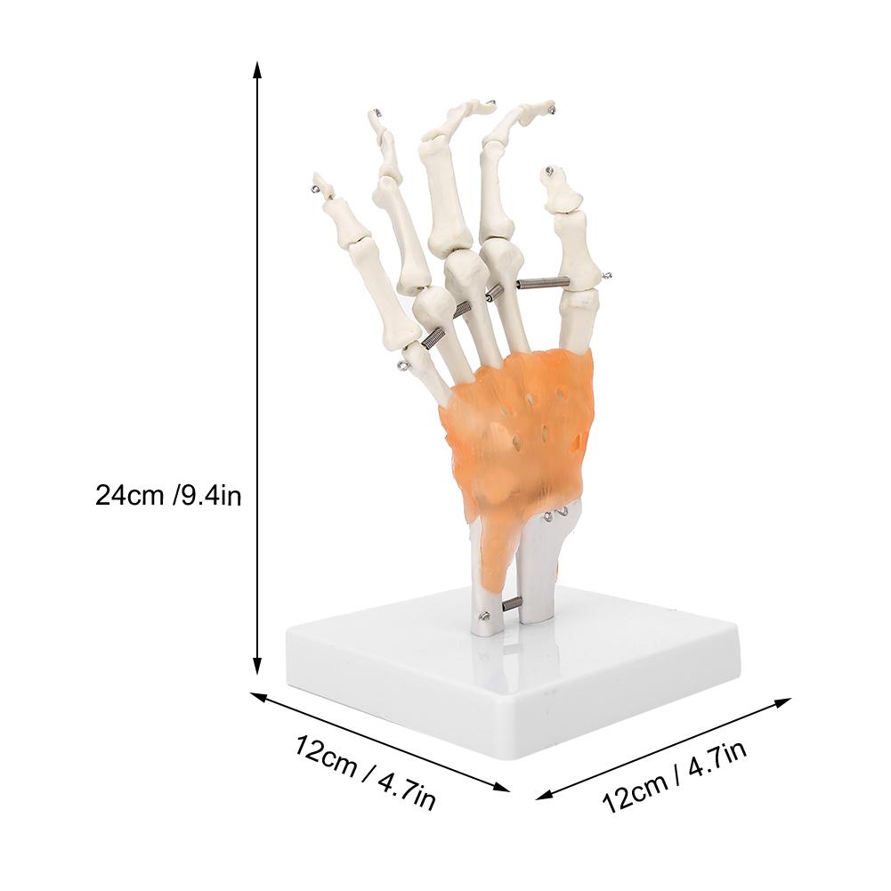 

Hand Joint Skeleton Model Detachable Human Hand Teaching Model with Base