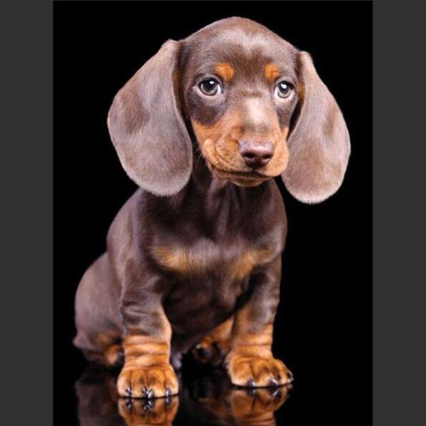 5D DIY Diamond Painting Cute Little Black Dog Diamond Embroidery Cross Stitch Kit Full Rhinestone Mosaic Home Decor