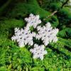 10Pcs Home Resin Craft Accessories Decor Plant Pot Snowflake Christmas Decoration Landscape Ornament