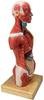 Evotech Scientific 28cm Human Anatomy Model, 15 Removable Parts, Suitable for Children's Use, Human Torso Anatomy Model Includes Parts Such As Heart,