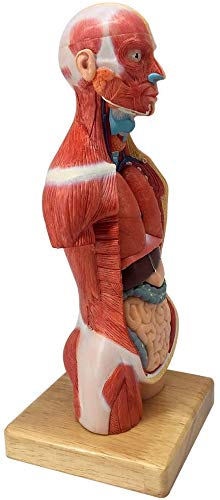 Evotech Scientific 28cm Human Anatomy Model, 15 Removable Parts, Suitable for Children's Use, Human Torso Anatomy Model Includes Parts Such As Heart,