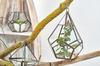 Glass Terrarium, Large Pentagon