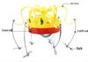 Chow Crown Musical Rotating Hat & Bubble Crab Prank Toy Set
