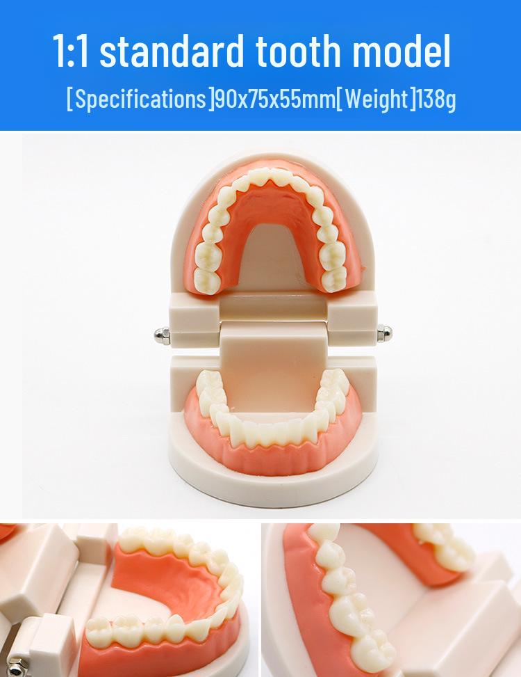 Dental Educational and Communication Model Set: Comprehensive, Removable, and Implant Restoration Models