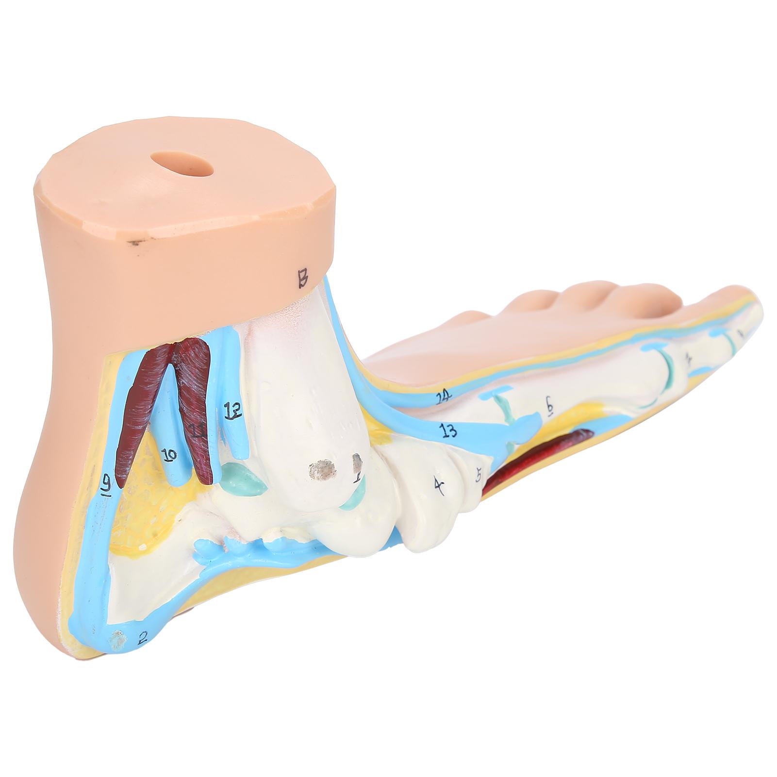 

Модель людської стопи Дорослі Навчання в натуральну величину Дослідження Показ м’язів Пояснення Аксесуари Нормальна стопа