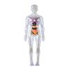 Educational Human Body Anatomy Model Clear Anatomical Human Skeleton Model with Detachable Organs Biology Teaching Tool