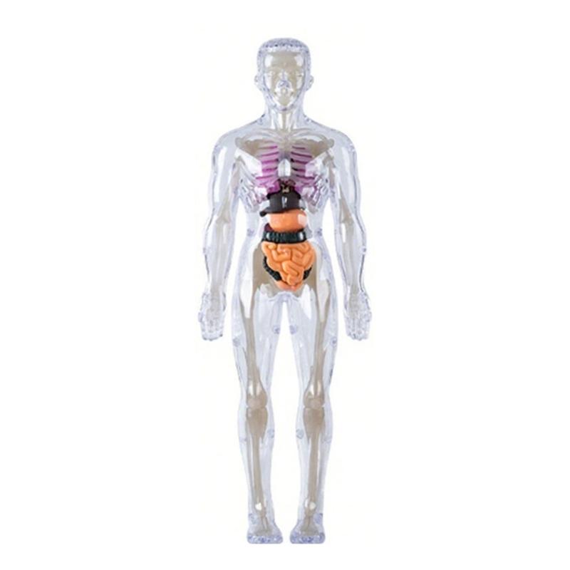 Educational Human Body Anatomy Model Clear Anatomical Human Skeleton Model with Detachable Organs Biology Teaching Tool