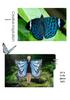 Butterfly Cloak Gradient Halloween Dance Shawl Wings
