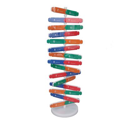 Human DNA Model Colorful Double Spiral Assemble Model Science Educational Teaching Toy for Kids
