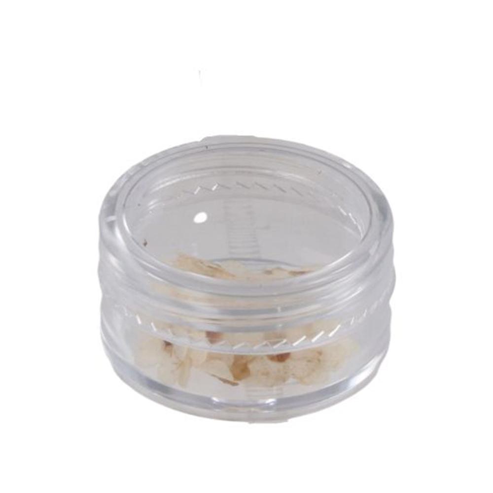 Nail Art Natural Card Jewelry Pressed Flower Don't Forget Me Forget-Me-Not Dried Flowers