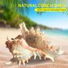 2/3/5PCS Sea Shell Plant Pot 4.7 Inch Natural Conch Air Plant Holder Seashell Decor Planter Flower Container Art Craft for Home