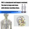 Human Acupuncture Model with Meridian Points Male Acupuncture Model Female Acupuncture Model with Numbered Chinese Point
