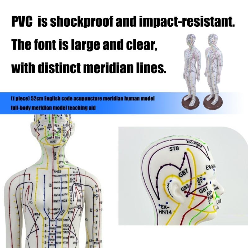 Human Acupuncture Model with Meridian Points Male Acupuncture Model Female Acupuncture Model with Numbered Chinese Point