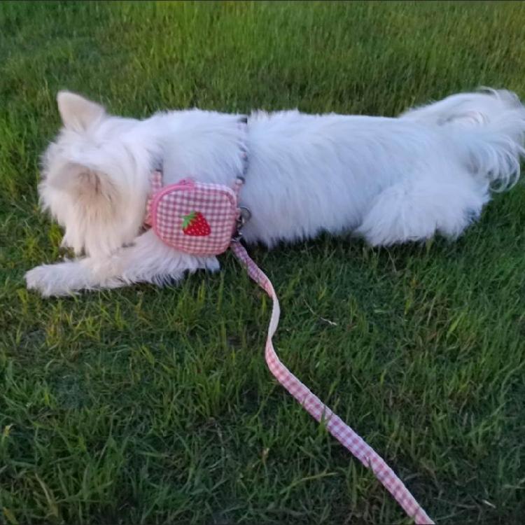 Großer Hunde-Rucksackgeschirr-Rucksack mit D-Ring Mini für Träger-Rucksack-Satteltasche