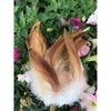 50Pcsdiy Jewelry Accessories Feather Diy Feather Headdress Corsage Hat Shoes Handicrafts Decorative Materials