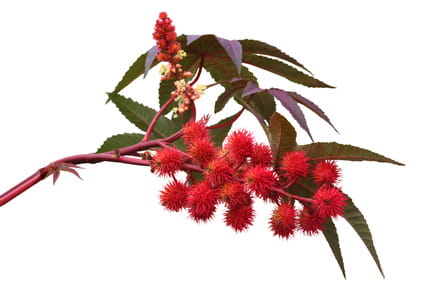 Castor Oil Natural 100% 500 Ml.