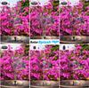 SOLARSPLASH Solar Fountain Pump Water Feature Pond Pump Fountain 3.5w 160mm