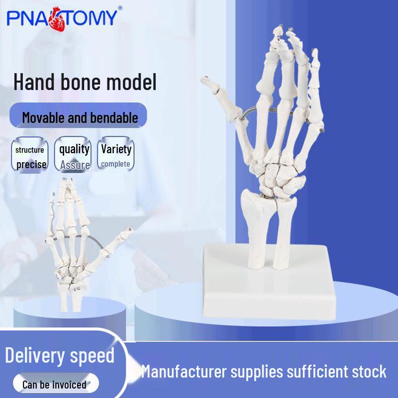 Realistic 1:1 Bendable Hand and Finger Joint Bone Model for Medical Teaching PNT-0108