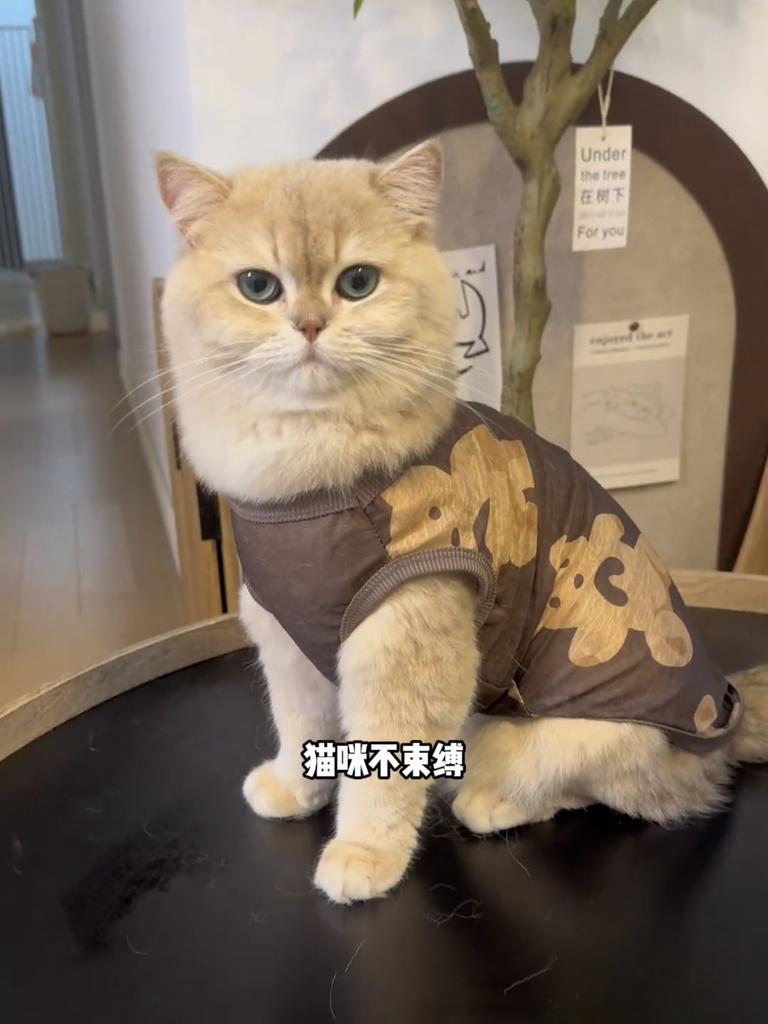 Cat Clothes Anti-hair Loss Thin Breathable Mesh Vest Pet Gold and Silver Gradient Kitten