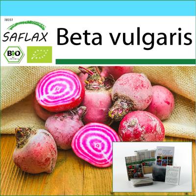 Gift Set - Organic - Beetroot - Chioggia - 70 Seeds - With Gift Box, Card, Label and Potting Substrate - Beta Vulgaris