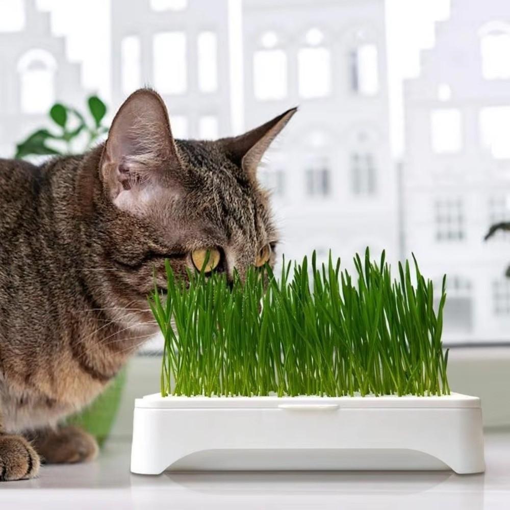 Anti-Pull Out Cat Grass Planter Self-planted Tray Wheat Seedling Pot Growth Planter Indoor Growing