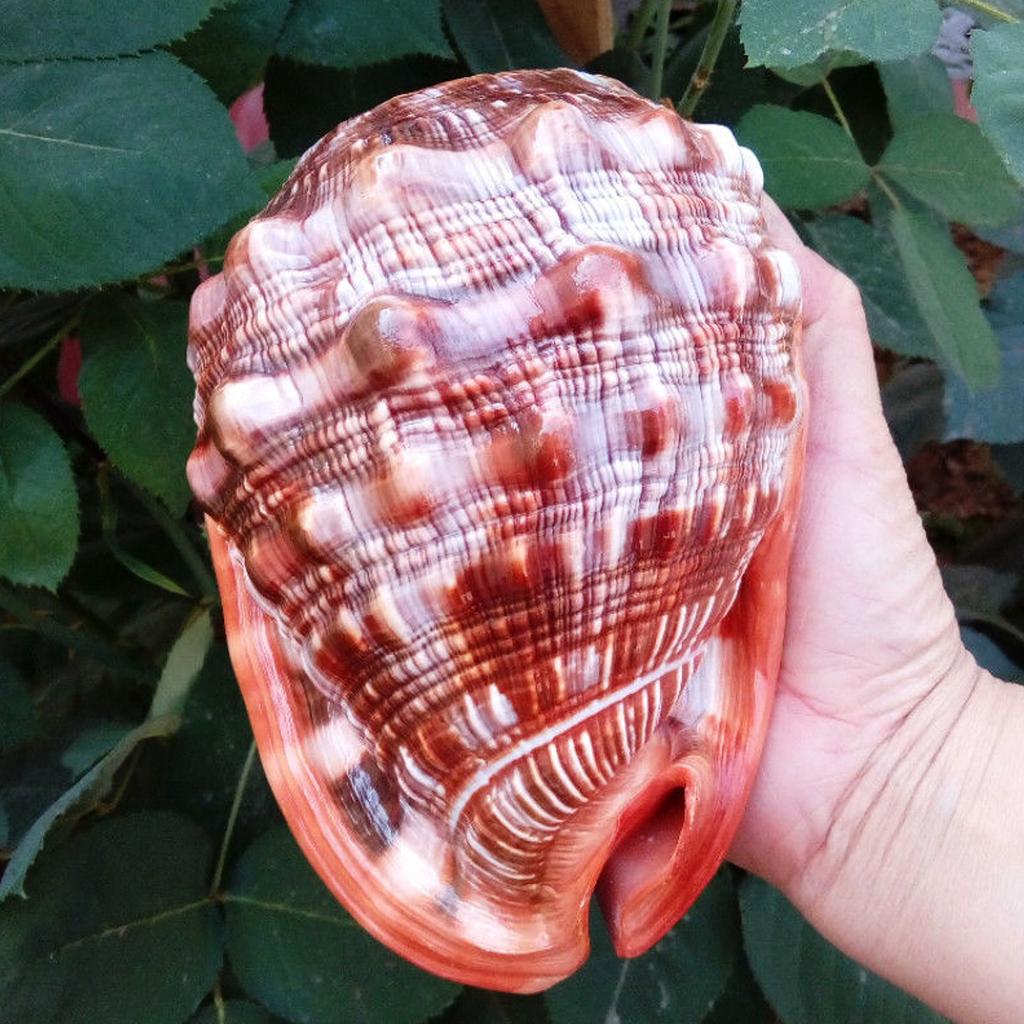 Murex Pecten Shell Natural – 10-13cm Sea Snail Conch Coral For Home Decor, Aquarium, Ornament Large Fish Tank Decor - Foto 9