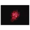 Canvas Print, Night Flower