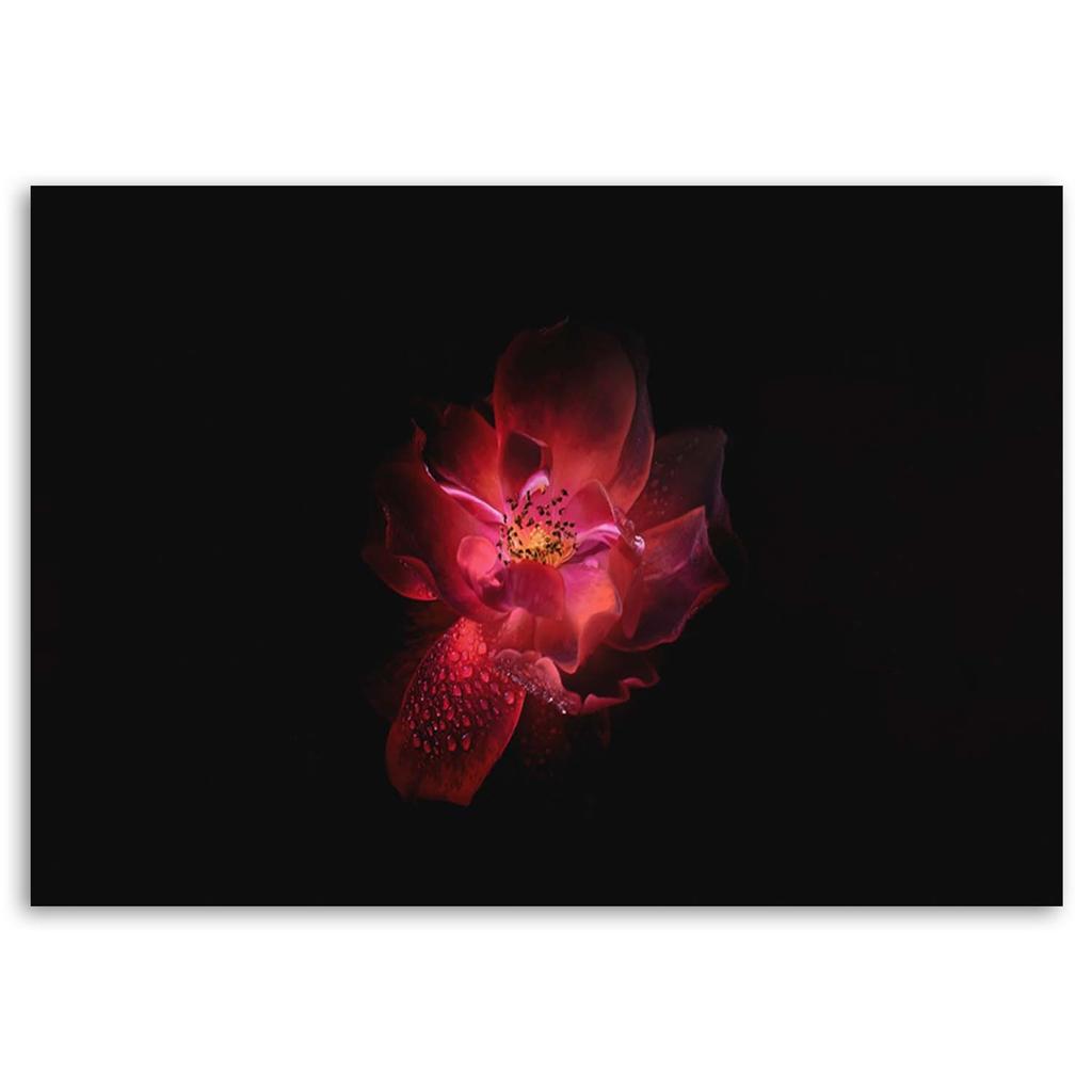 Canvas Print, Night Flower