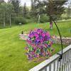 Artificial Hanging Flowers Plants Faux Silk Purple Morning Glory Long Vines UV Resistant Realistic for Garden Balcony Decor