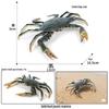 Ocean Crab Simulation Toy Set: Includes Hermit, Swimming, and Three-Spot Plastic Models