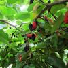 500g Pure Black Fig Juice Powder Chinese Herbal Blend