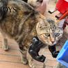 Pet Superhero Costume Props Funny Cat Muscle Arms, Hilarious 3D Printed Muscular Lightweight Halloween Shoulder Attachment for Feline Cosplay