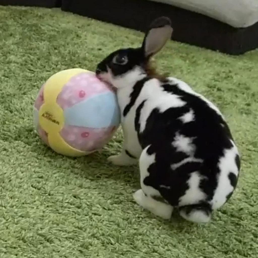 Mini Animan Rabbit Toy Large Soft Ball X 2 Set