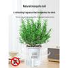 Potted Rosemary and Mint Seedlings: Edible, Mosquito-Repellent Herbs for Indoor Use