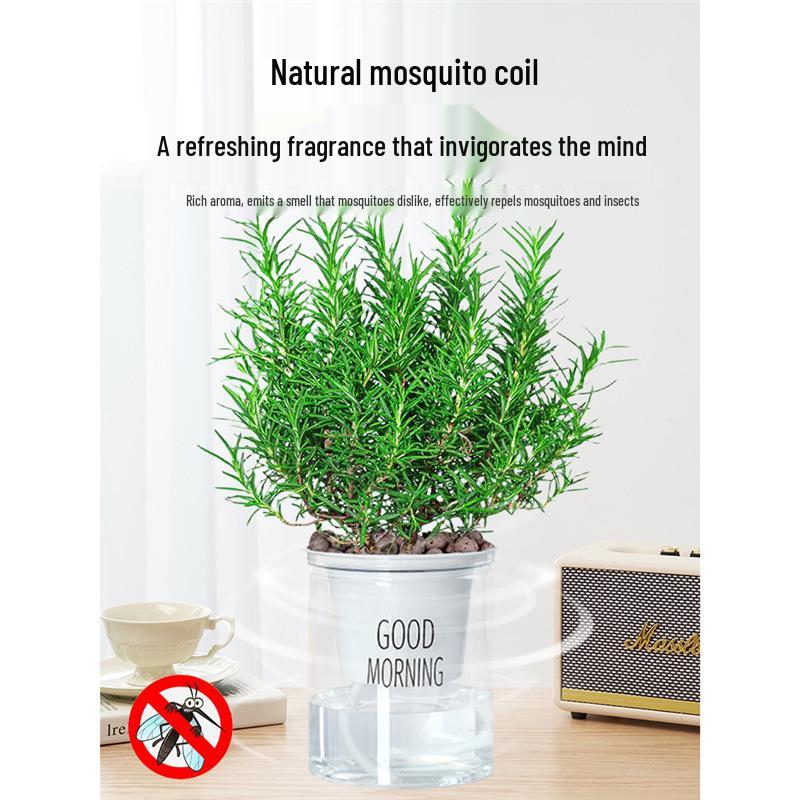 Potted Rosemary and Mint Seedlings: Edible, Mosquito-Repellent Herbs for Indoor Use