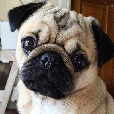 3D DIY Rund Diamantmaleri Mops Hund Dyr Broderi Fuld Firkantet Diamantmaleri Korssting Strass Mosaikmaleri