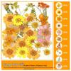 Handmade Pressed Flower Bookmark and Epoxy Sticker Pack with Real Leaf and Plant Specimens for DIY Face Makeup.