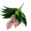 Green Plants Artificial Green Plants Tree Branch Fake Flowers Real Touch Palm Tree Leaves  Desktop